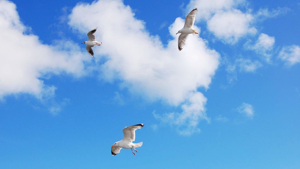 Bild: Besonders wohltuend für die ausgepowerte Seele ist es, Zeit in der Natur zu verbingen. Wie wär's mit Möwen- oder Wolkenbeobachtungen?! (Credit: Pixabay)